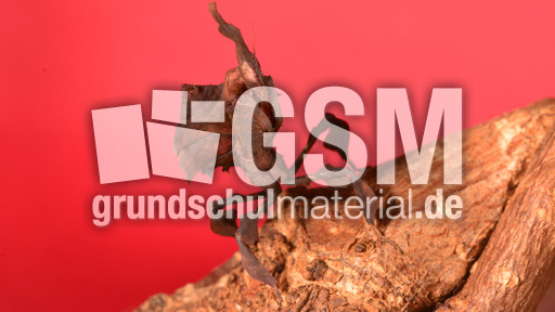 Geistermantis (1).jpg